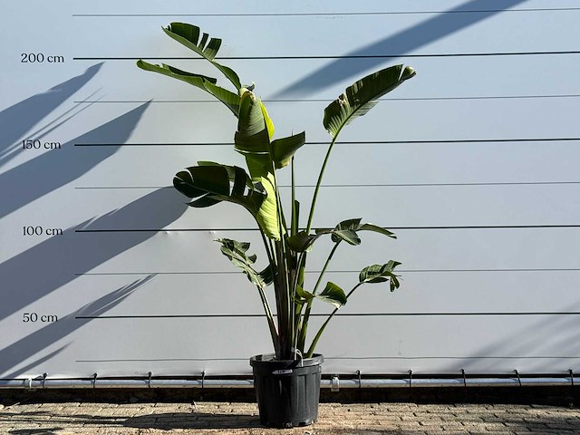 Paradijsvogelplant m - strelitzia augusta - hoogte ca. 200 cm - afbeelding 1 van  4