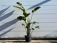 Paradijsvogelplant m - strelitzia augusta - hoogte ca. 200 cm - afbeelding 1 van  4
