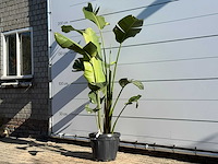 Paradijsvogelplant m - strelitzia augusta - hoogte ca. 200 cm - afbeelding 2 van  4