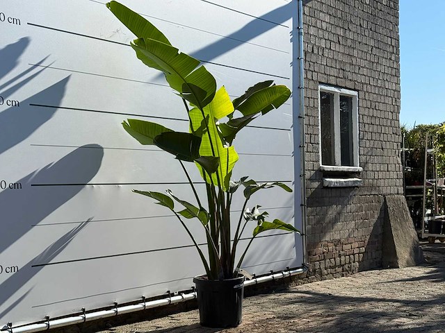 Paradijsvogelplant m - strelitzia augusta - hoogte ca. 200 cm - afbeelding 3 van  4