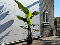 Paradijsvogelplant m - strelitzia augusta - hoogte ca. 200 cm - afbeelding 3 van  4