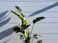 Paradijsvogelplant m - strelitzia augusta - hoogte ca. 200 cm - afbeelding 4 van  4