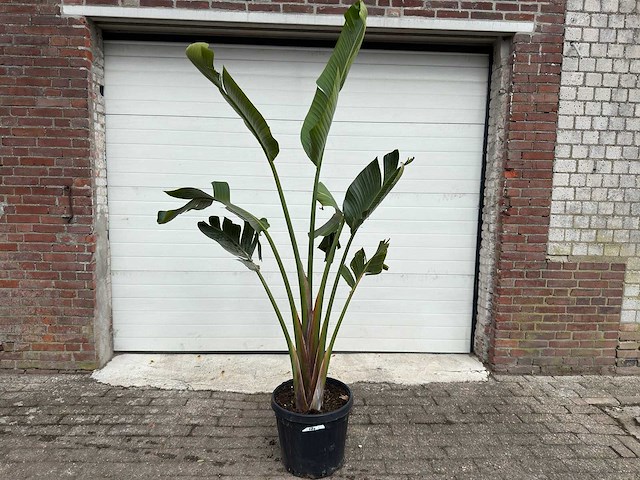 Paradijsvogelplant m - strelitzia augusta - hoogte ca. 200 cm - afbeelding 1 van  6
