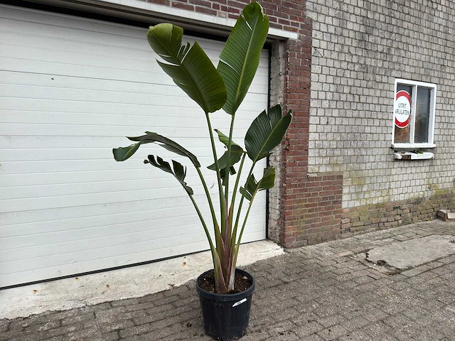 Paradijsvogelplant m - strelitzia augusta - hoogte ca. 200 cm - afbeelding 2 van  6