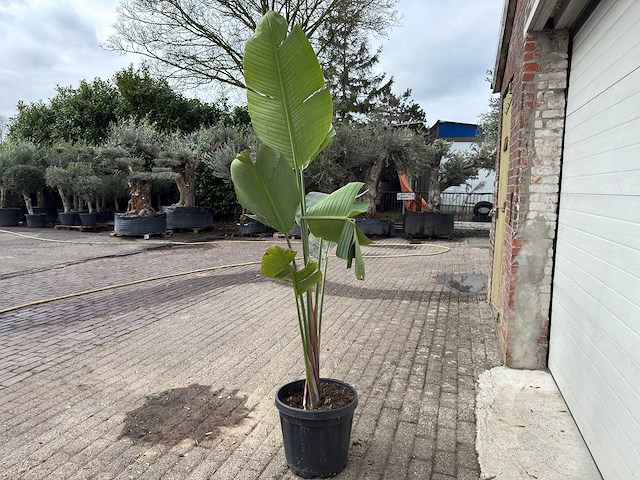 Paradijsvogelplant m - strelitzia augusta - hoogte ca. 200 cm - afbeelding 4 van  6