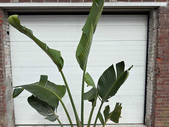 Paradijsvogelplant m - strelitzia augusta - hoogte ca. 200 cm - afbeelding 6 van  6