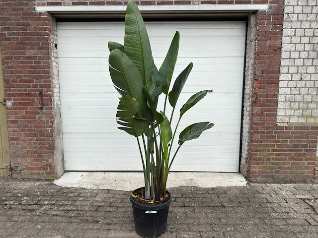 Paradijsvogelplant m - strelitzia augusta - hoogte ca. 200 cm - afbeelding 1 van  6