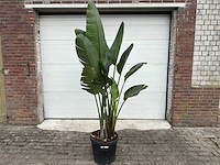 Paradijsvogelplant m - strelitzia augusta - hoogte ca. 200 cm - afbeelding 1 van  6
