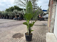 Paradijsvogelplant m - strelitzia augusta - hoogte ca. 200 cm - afbeelding 5 van  6