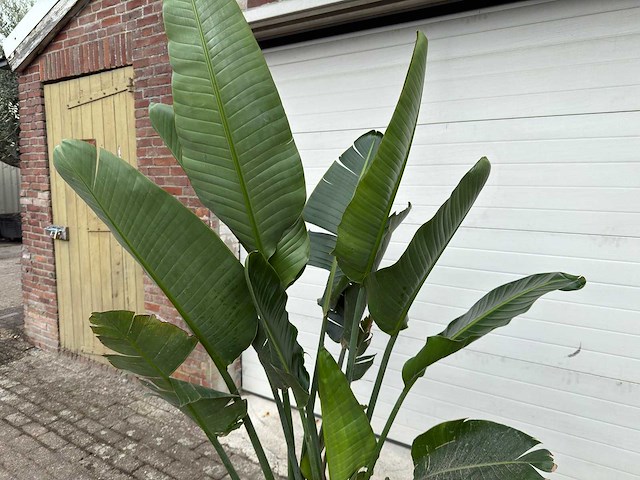 Paradijsvogelplant m - strelitzia augusta - hoogte ca. 200 cm - afbeelding 6 van  6