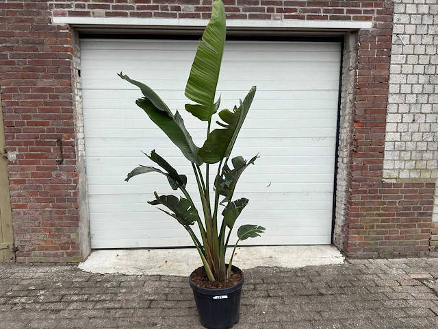 Paradijsvogelplant m - strelitzia augusta - hoogte ca. 200 cm - afbeelding 1 van  6