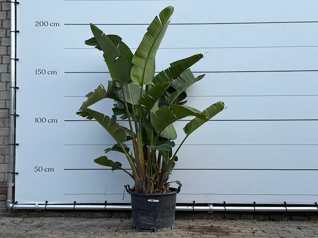 Paradijsvogelplant xl - strelitzia augusta - hoogte ca. 200 cm - afbeelding 1 van  3