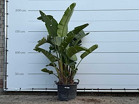 Paradijsvogelplant xl - strelitzia augusta - hoogte ca. 200 cm - afbeelding 1 van  3