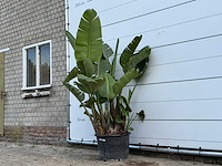 Paradijsvogelplant xl - strelitzia augusta - hoogte ca. 200 cm - afbeelding 2 van  3