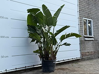 Paradijsvogelplant xl - strelitzia augusta - hoogte ca. 200 cm - afbeelding 3 van  3