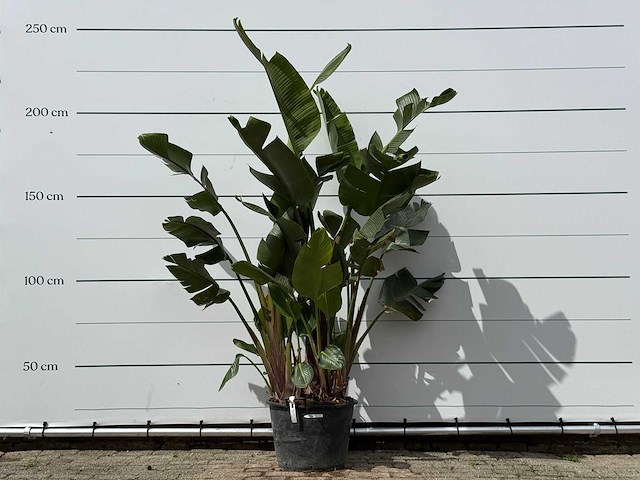 Paradijsvogelplant xl - strelitzia augusta - hoogte ca. 240 cm - afbeelding 1 van  3