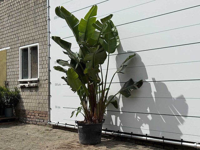 Paradijsvogelplant xl - strelitzia augusta - hoogte ca. 240 cm - afbeelding 2 van  3