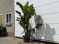 Paradijsvogelplant xl - strelitzia augusta - hoogte ca. 240 cm - afbeelding 2 van  3