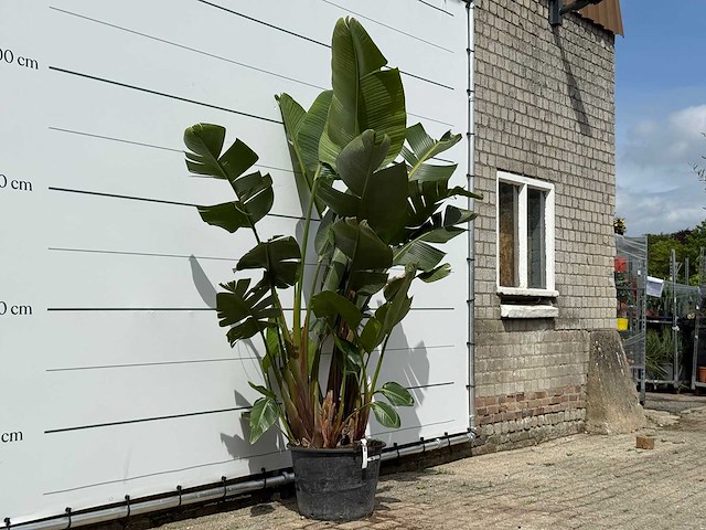 Paradijsvogelplant xl - strelitzia augusta - hoogte ca. 240 cm - afbeelding 3 van  3