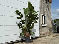 Paradijsvogelplant xl - strelitzia augusta - hoogte ca. 240 cm - afbeelding 3 van  3
