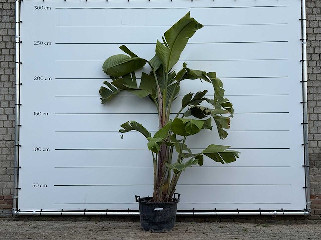 Paradijsvogelplant xl - strelitzia augusta - hoogte ca. 250 cm - afbeelding 1 van  3
