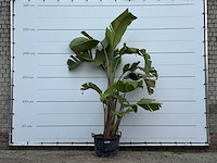 Paradijsvogelplant xl - strelitzia augusta - hoogte ca. 250 cm - afbeelding 1 van  3