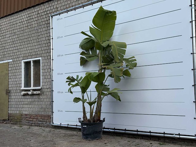 Paradijsvogelplant xl - strelitzia augusta - hoogte ca. 250 cm - afbeelding 2 van  3