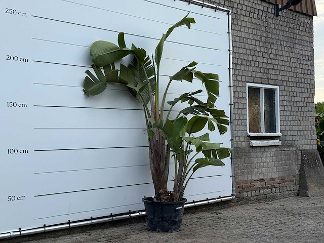 Paradijsvogelplant xl - strelitzia augusta - hoogte ca. 250 cm - afbeelding 3 van  3