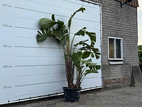Paradijsvogelplant xl - strelitzia augusta - hoogte ca. 250 cm - afbeelding 3 van  3