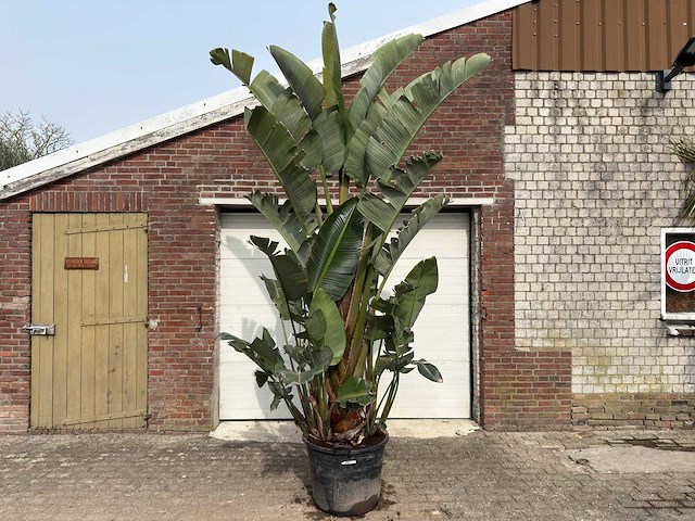 Paradijsvogelplant xl - strelitzia augusta - hoogte ca. 280 cm - afbeelding 1 van  9