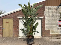 Paradijsvogelplant xl - strelitzia augusta - hoogte ca. 280 cm - afbeelding 1 van  9