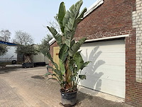 Paradijsvogelplant xl - strelitzia augusta - hoogte ca. 280 cm - afbeelding 2 van  9