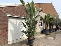 Paradijsvogelplant xl - strelitzia augusta - hoogte ca. 280 cm - afbeelding 3 van  9