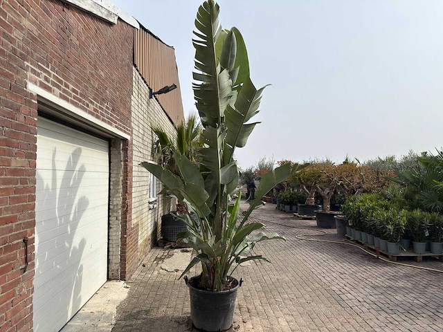 Paradijsvogelplant xl - strelitzia augusta - hoogte ca. 280 cm - afbeelding 4 van  9