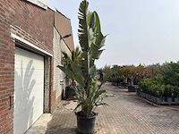 Paradijsvogelplant xl - strelitzia augusta - hoogte ca. 280 cm - afbeelding 4 van  9
