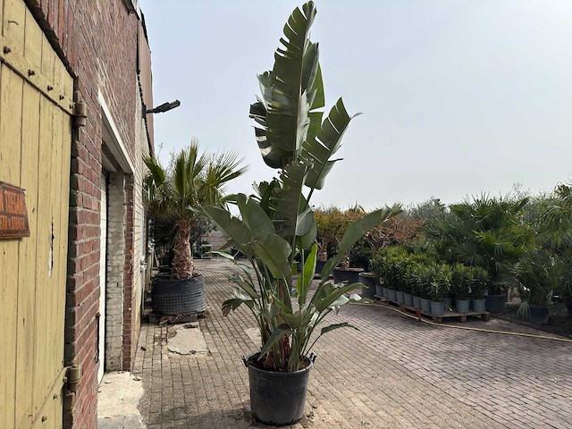 Paradijsvogelplant xl - strelitzia augusta - hoogte ca. 280 cm - afbeelding 5 van  9