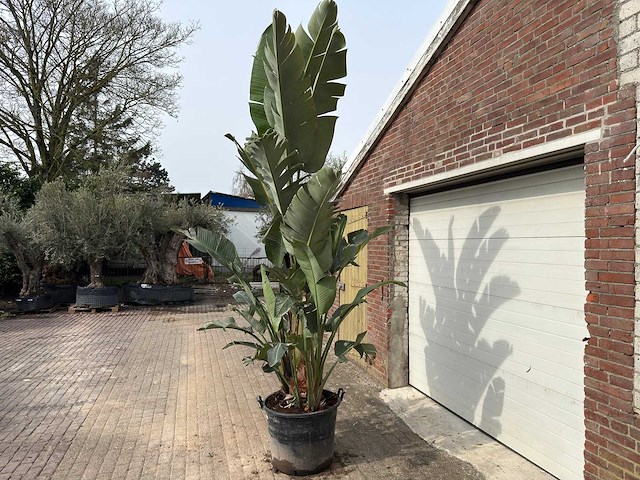 Paradijsvogelplant xl - strelitzia augusta - hoogte ca. 280 cm - afbeelding 6 van  9