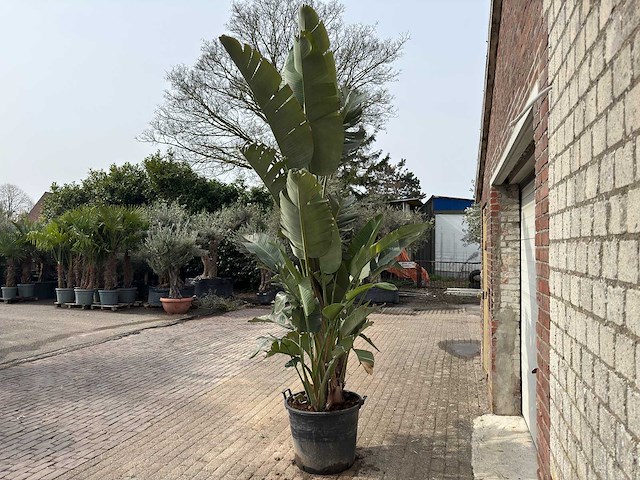 Paradijsvogelplant xl - strelitzia augusta - hoogte ca. 280 cm - afbeelding 7 van  9