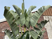 Paradijsvogelplant xl - strelitzia augusta - hoogte ca. 280 cm - afbeelding 8 van  9
