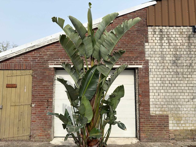 Paradijsvogelplant xl - strelitzia augusta - hoogte ca. 280 cm - afbeelding 9 van  9