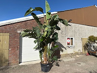 Paradijsvogelplant xl - strelitzia augusta - hoogte ca. 280 cm - afbeelding 3 van  6