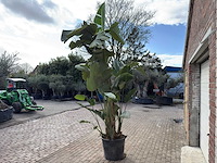 Paradijsvogelplant xl - strelitzia augusta - hoogte ca. 280 cm - afbeelding 6 van  6