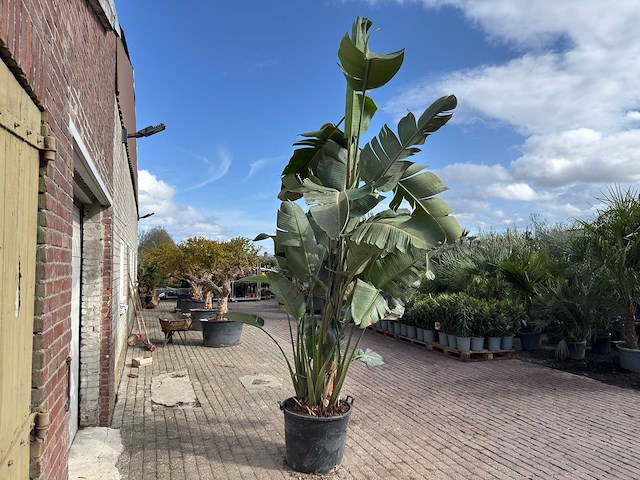 Paradijsvogelplant xl - strelitzia augusta - hoogte ca. 280 cm - afbeelding 5 van  6
