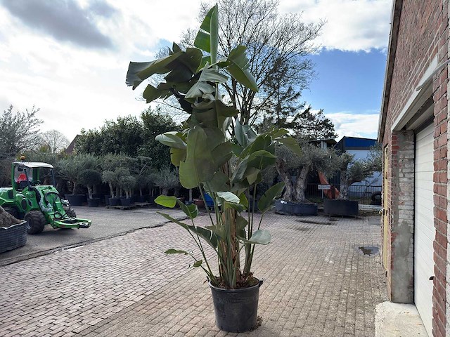 Paradijsvogelplant xl - strelitzia augusta - hoogte ca. 280 cm - afbeelding 6 van  6
