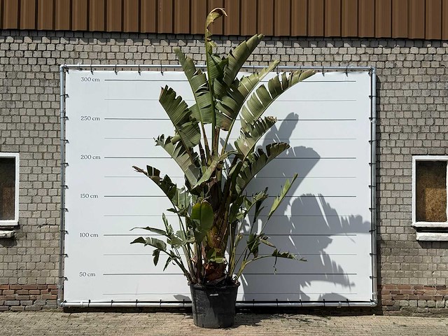 Paradijsvogelplant xl - strelitzia augusta - hoogte ca. 280 cm - afbeelding 1 van  3