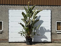 Paradijsvogelplant xl - strelitzia augusta - hoogte ca. 280 cm