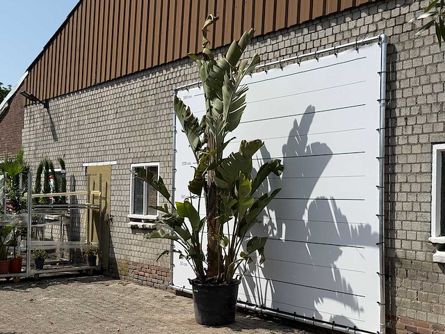 Paradijsvogelplant xl - strelitzia augusta - hoogte ca. 280 cm - afbeelding 2 van  3