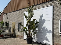 Paradijsvogelplant xl - strelitzia augusta - hoogte ca. 280 cm - afbeelding 2 van  3