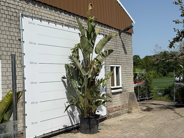 Paradijsvogelplant xl - strelitzia augusta - hoogte ca. 280 cm - afbeelding 3 van  3