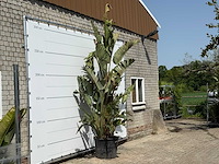 Paradijsvogelplant xl - strelitzia augusta - hoogte ca. 280 cm - afbeelding 3 van  3